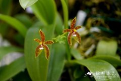 羊角蝴蝶兰Phalaenopsis cornu-cervi