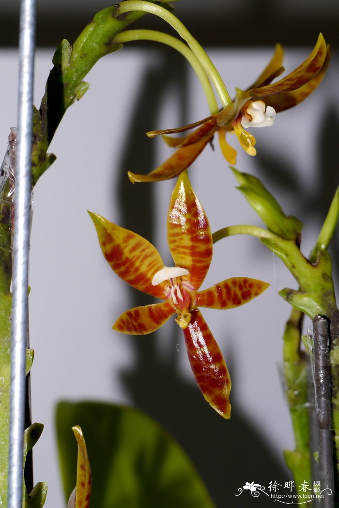 羊角蝴蝶兰Phalaenopsis cornu-cervi