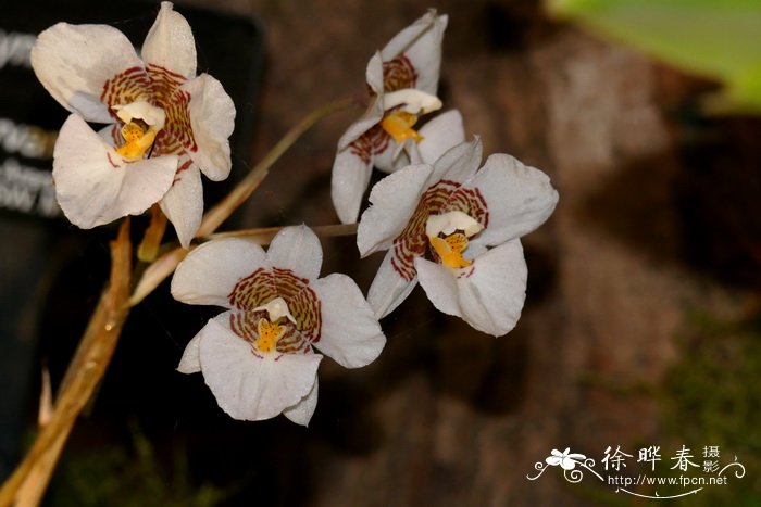 塞万提斯虎斑兰 Rhynchostele cervantesii