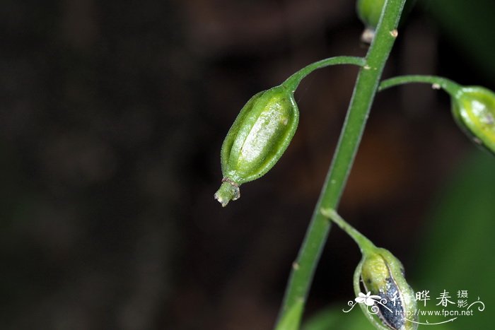黄兰Cephalantheropsis gracilis