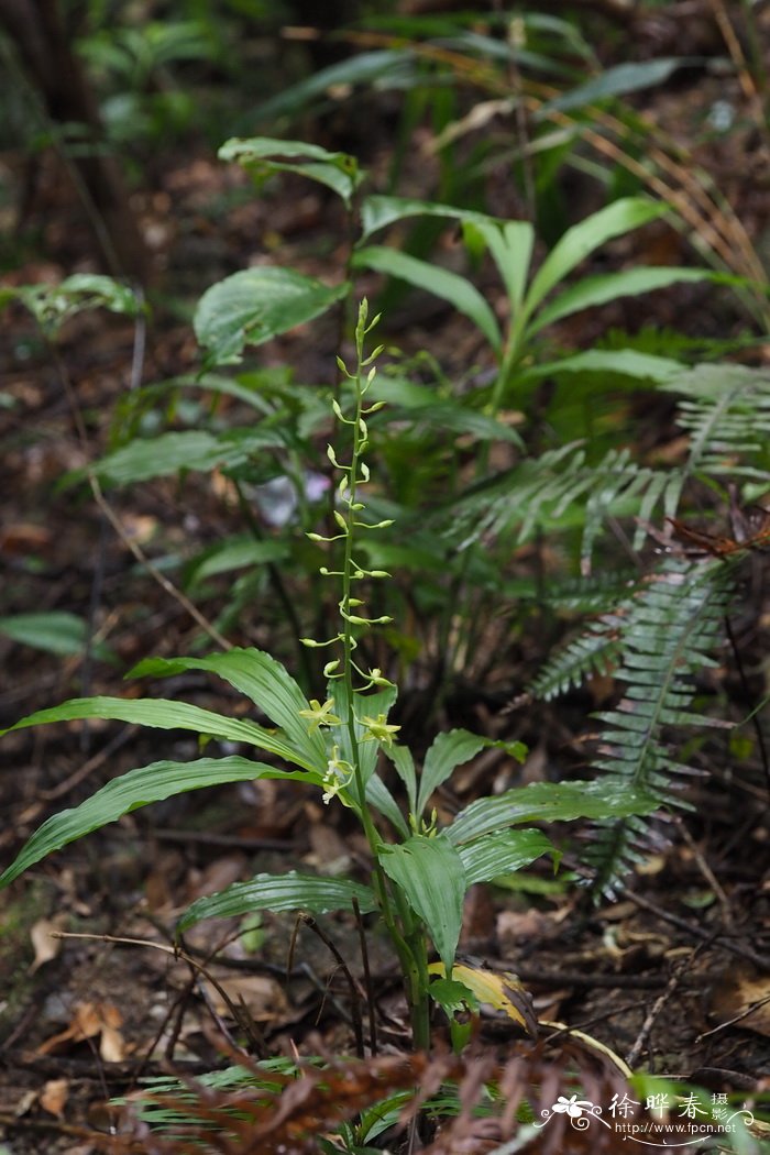 黄兰Cephalantheropsis gracilis