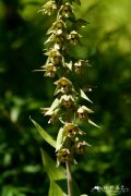 大叶火烧兰Epipactis mairei