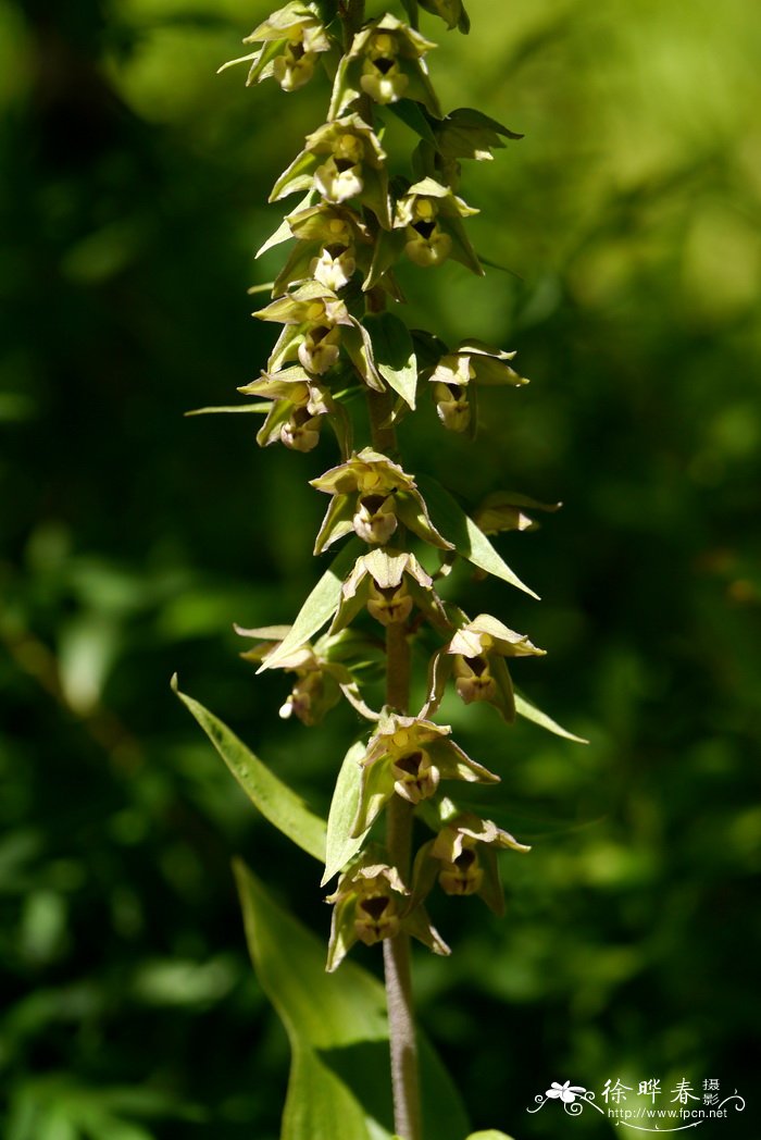 大叶火烧兰Epipactis mairei