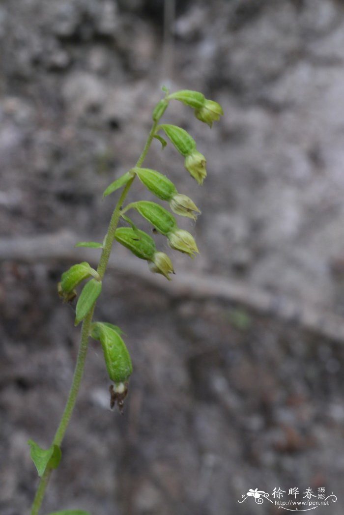 大叶火烧兰Epipactis mairei