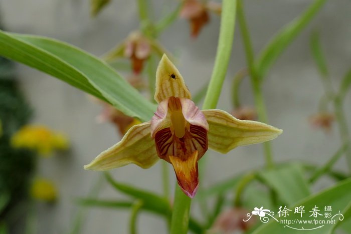 大花火烧兰Epipactis gigantea