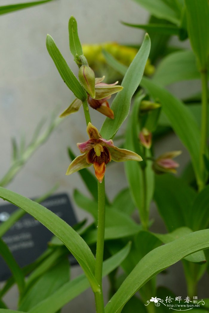 大花火烧兰Epipactis gigantea