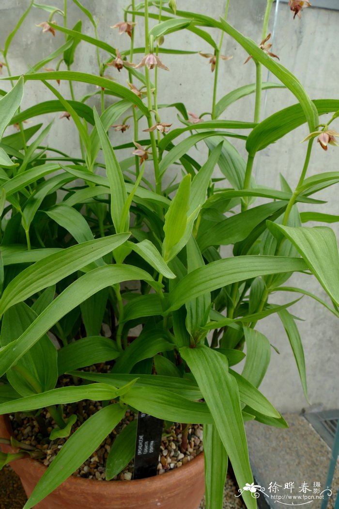 大花火烧兰Epipactis gigantea