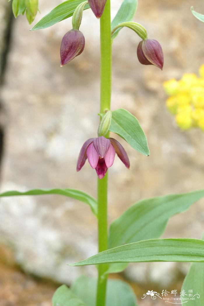 卵叶火烧兰Epipactis royleana