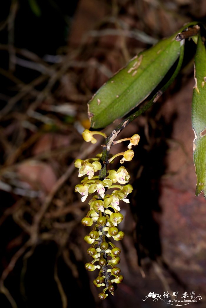 寄树兰robiquetia succisa