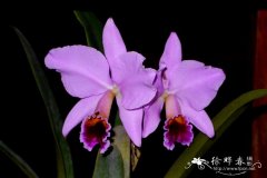 珀西瓦尔卡特兰Cattleya percivaliana