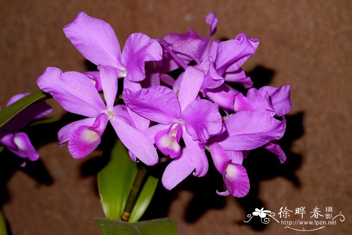 思科卡特兰Cattleya skinneri