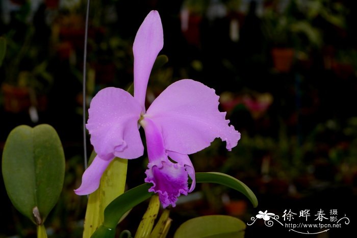 Cattleya warneri