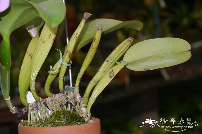 Cattleya warneri