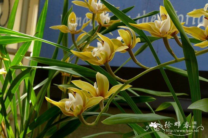 浅斑碧玉兰 Cymbidium lowianum var. iansonii