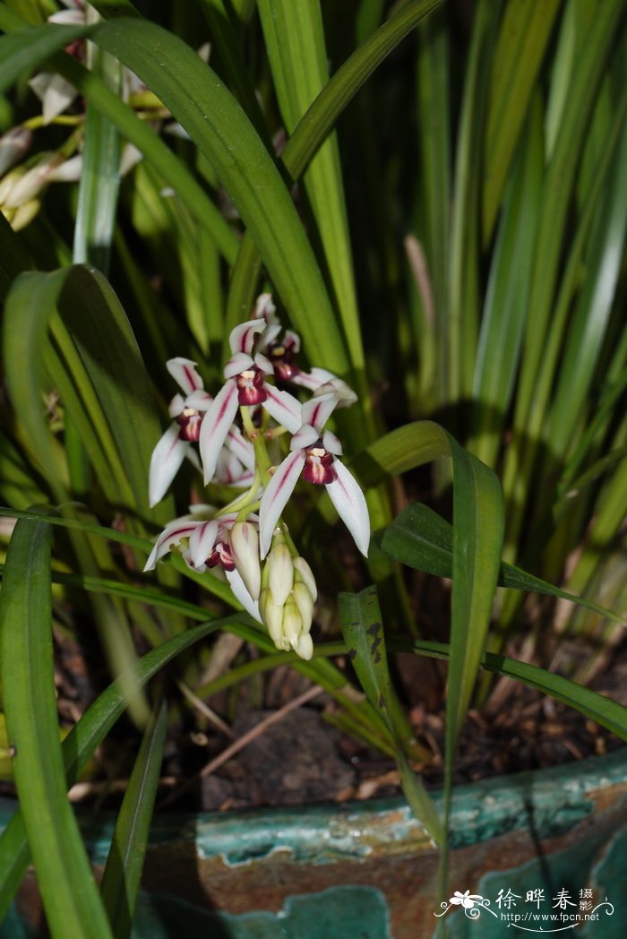 南亚硬叶兰Cymbidium bicolor