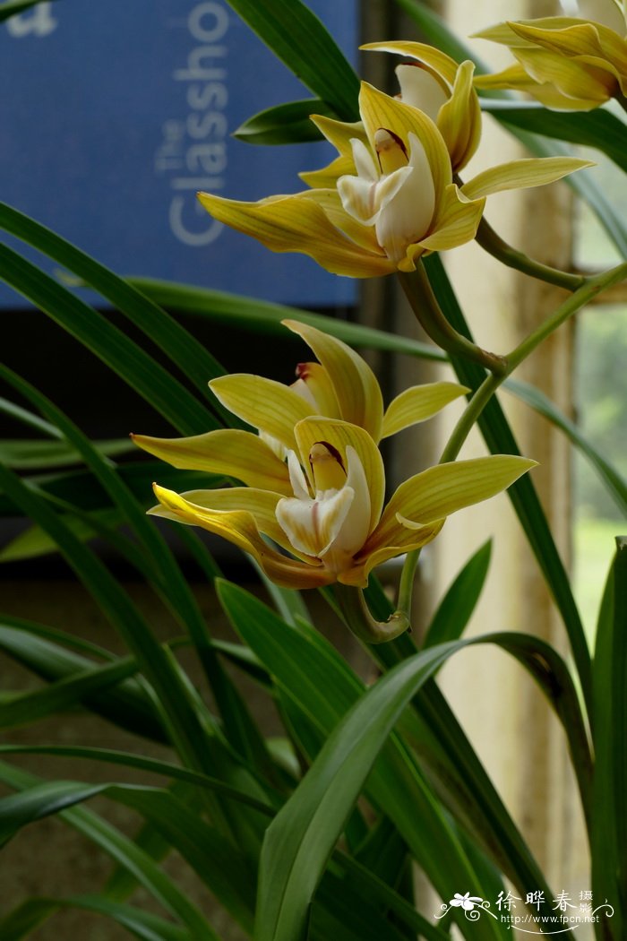 浅斑碧玉兰 Cymbidium lowianum var. iansonii