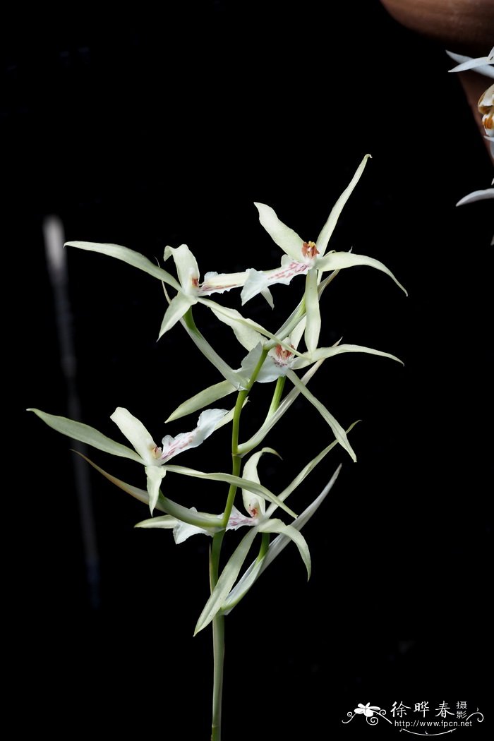 淡黄丽堇兰 Miltonia flavescens