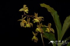 流苏龙须兰Catasetum fimbriatum