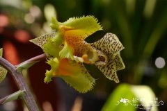 Catasetum fimbriatum