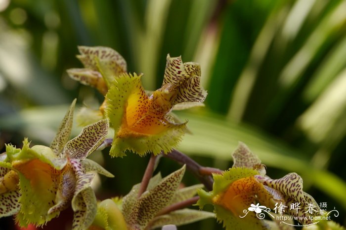 Catasetum fimbriatum