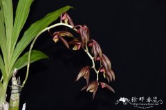 飞鹰龙须兰Catasetum incurvum