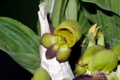 Catasetum tenebrosum