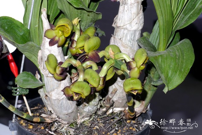 Catasetum tenebrosum