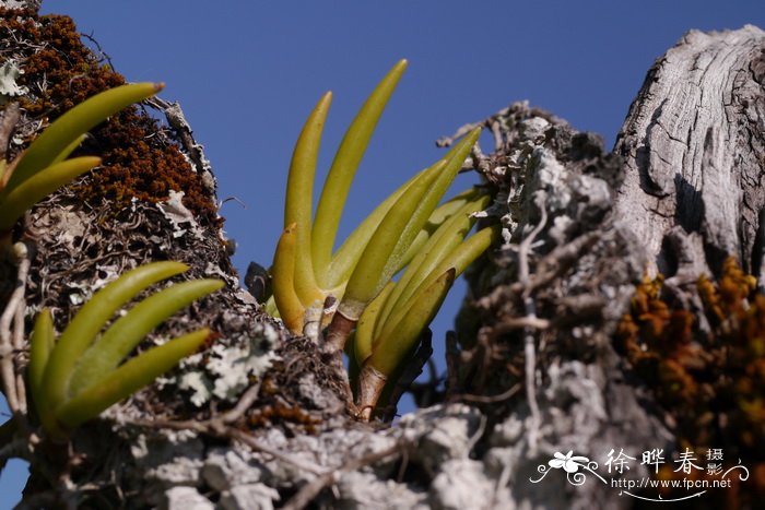 指叶毛兰Eria pannea