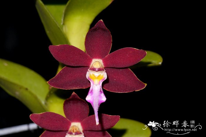 菲律宾毛舌兰 Trichoglottis philippinensis