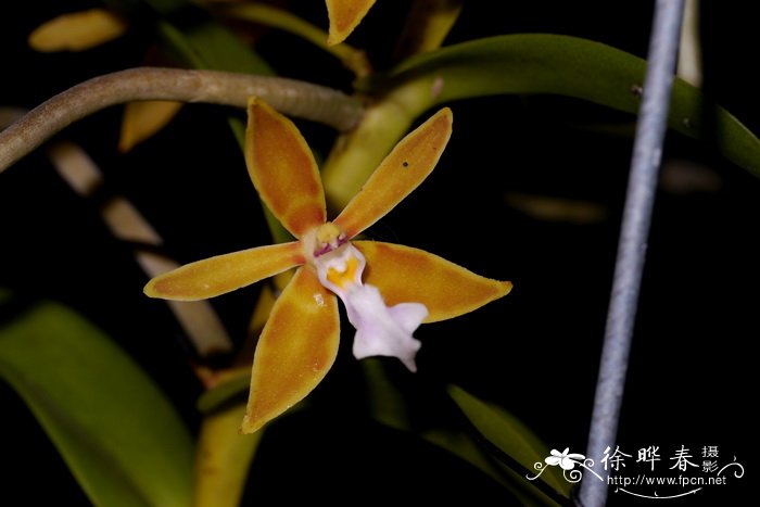 史密斯毛舌兰Trichoglottis smithii