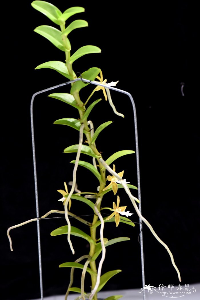 史密斯毛舌兰Trichoglottis smithii