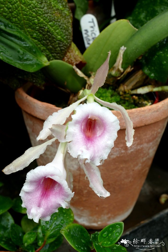白边毛足兰Trichopilia marginata