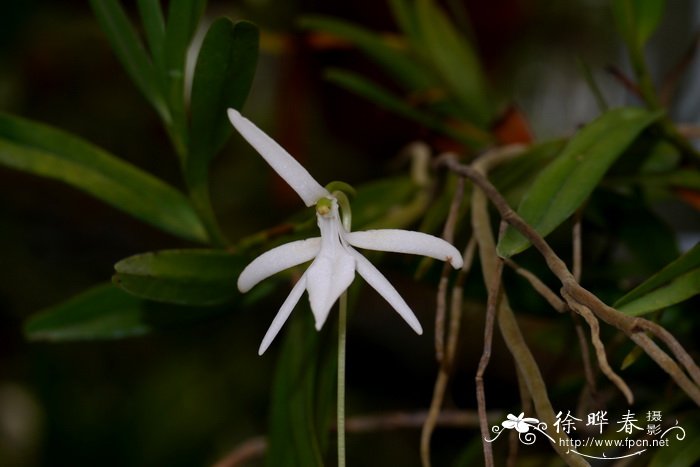 茱美兰Jumellea confusa