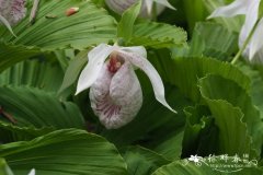 台湾杓兰Cypripedium formosanum