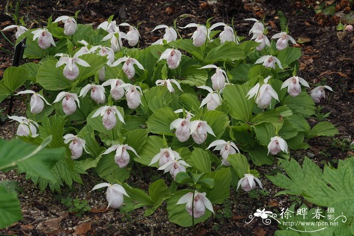 台湾杓兰Cypripedium formosanum