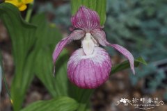 毛杓兰Cypripedium franchetii