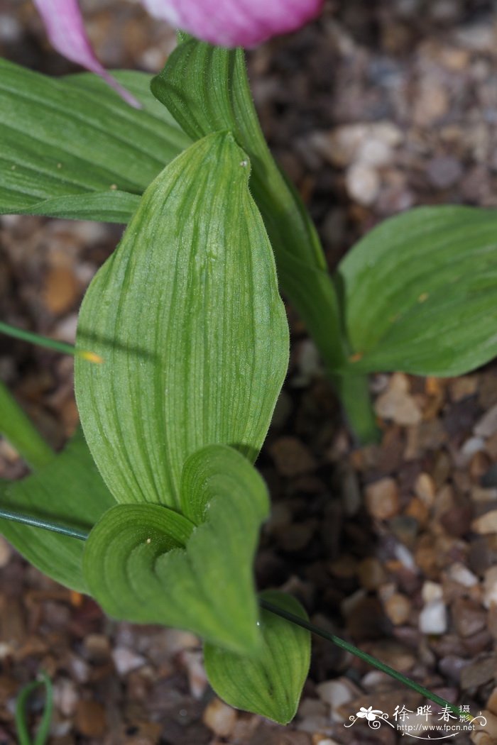 毛杓兰Cypripedium franchetii