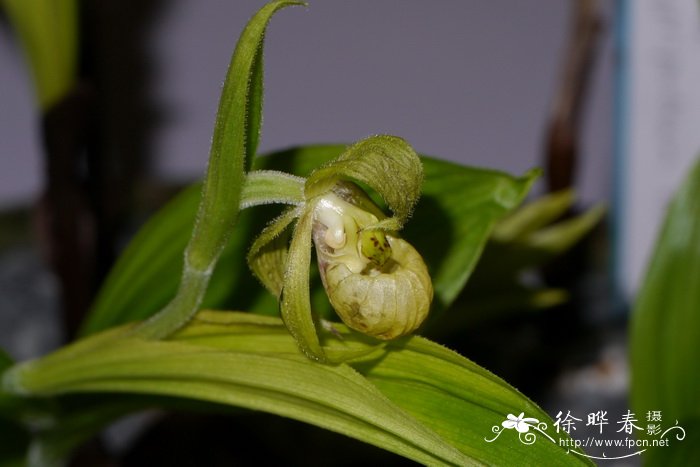 绿花杓兰 Cypripedium henryi