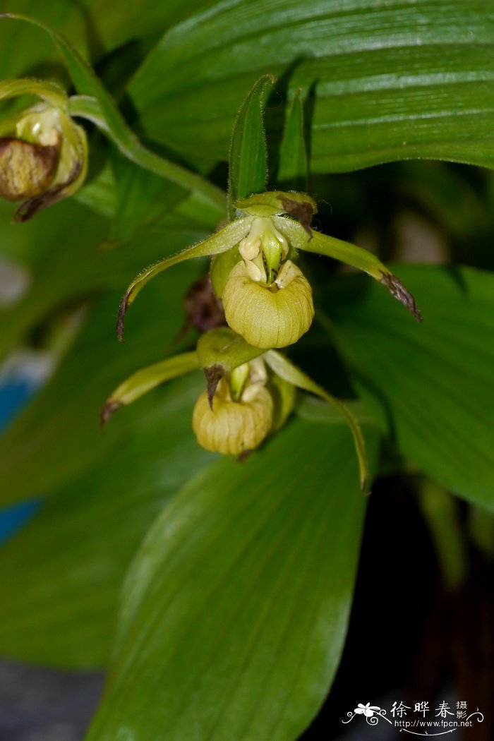 绿花杓兰 Cypripedium henryi