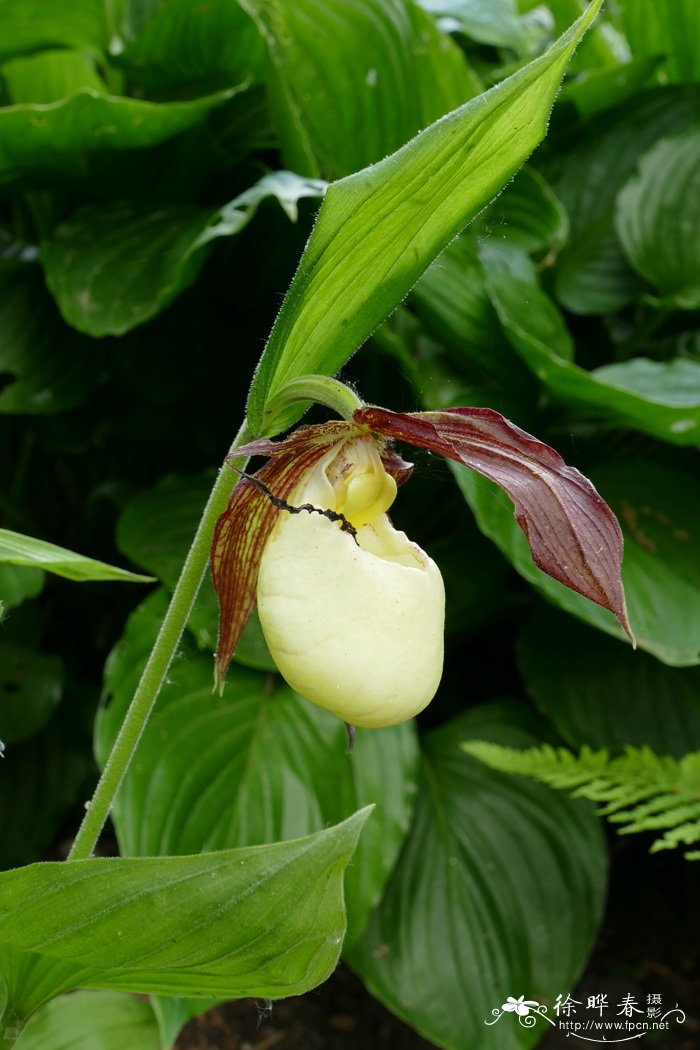 肯塔基杓兰Cypripedium kentuckiense