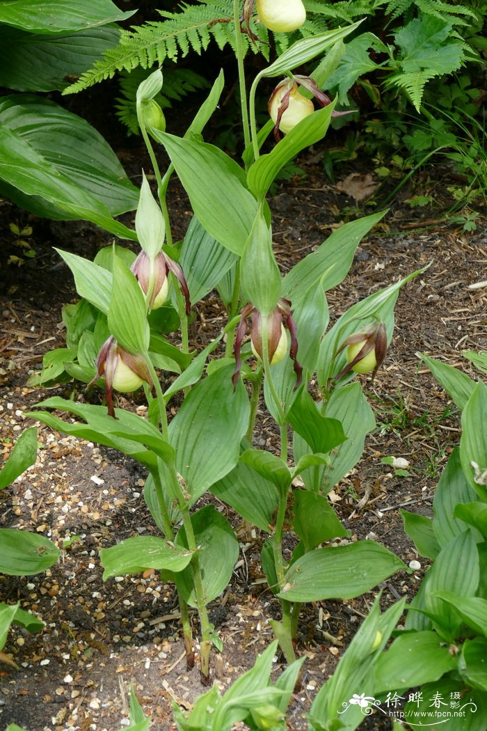 肯塔基杓兰Cypripedium kentuckiense