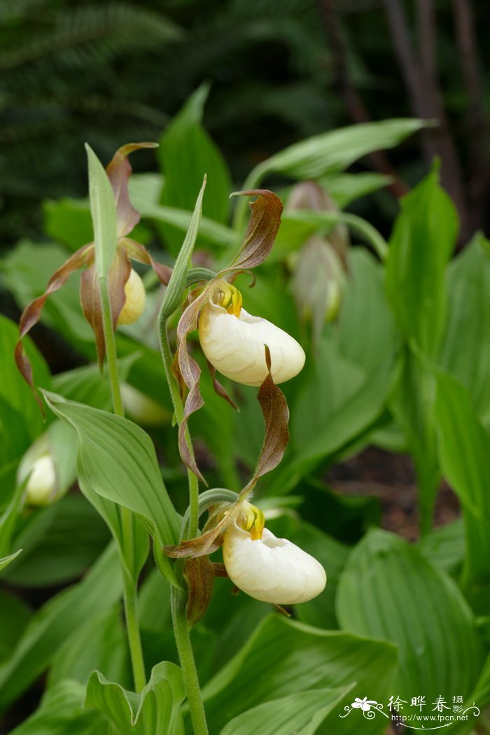 '白多花'杓兰Cypripedium 'Multiflower white''