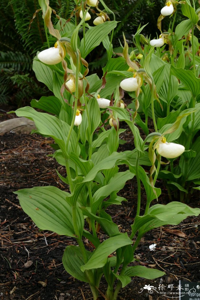 '白多花'杓兰Cypripedium 'Multiflower white''