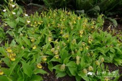 Cypripedium 'Multiflower Yellow‘