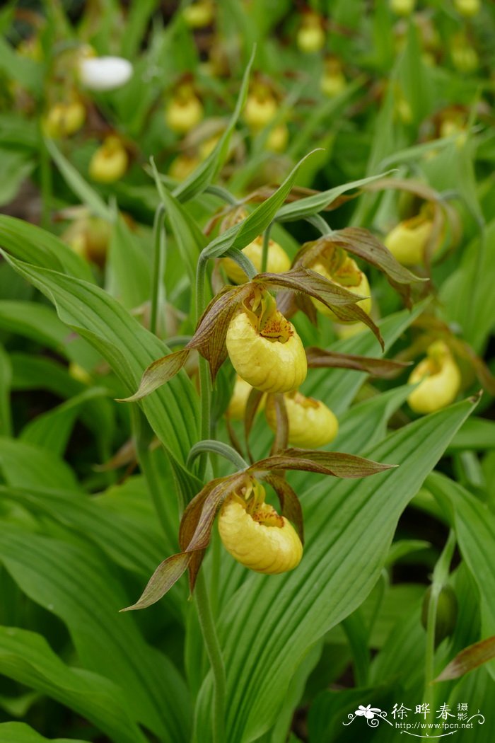 Cypripedium 'Multiflower Yellow‘