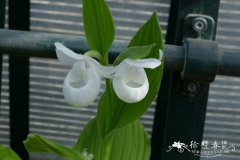 ‘白花’皇后杓兰Cypripedium reginae ‘Album’