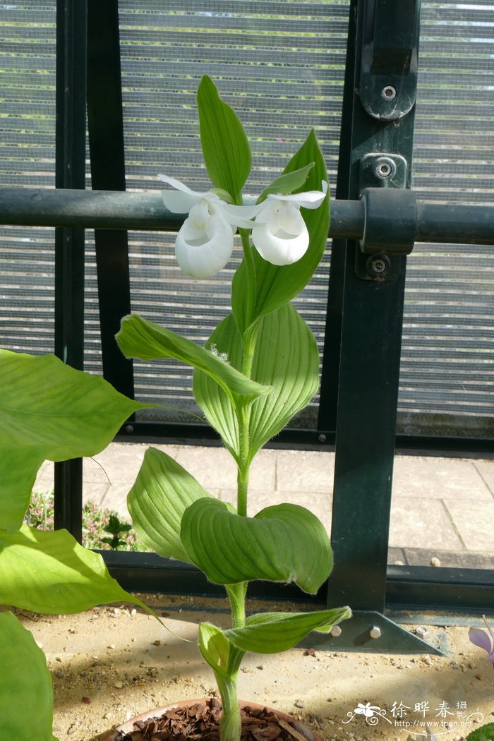 ‘白花’皇后杓兰Cypripedium reginae ‘Album’