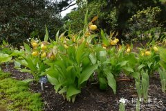  '帕尔维'杓兰Cypripedium 'Parville'