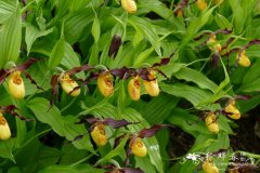  '普韦布洛'杓兰Cypripedium 'Pueblo'