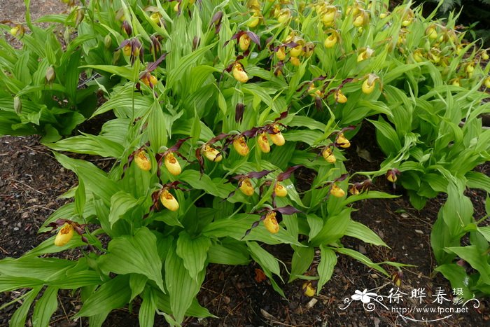  '普韦布洛'杓兰Cypripedium 'Pueblo'